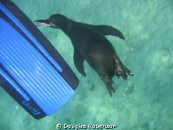 Friendly penguin in the Galapagos nibbling at my wife's f... by Douglas Robertson 